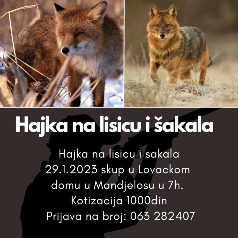 mandjelos