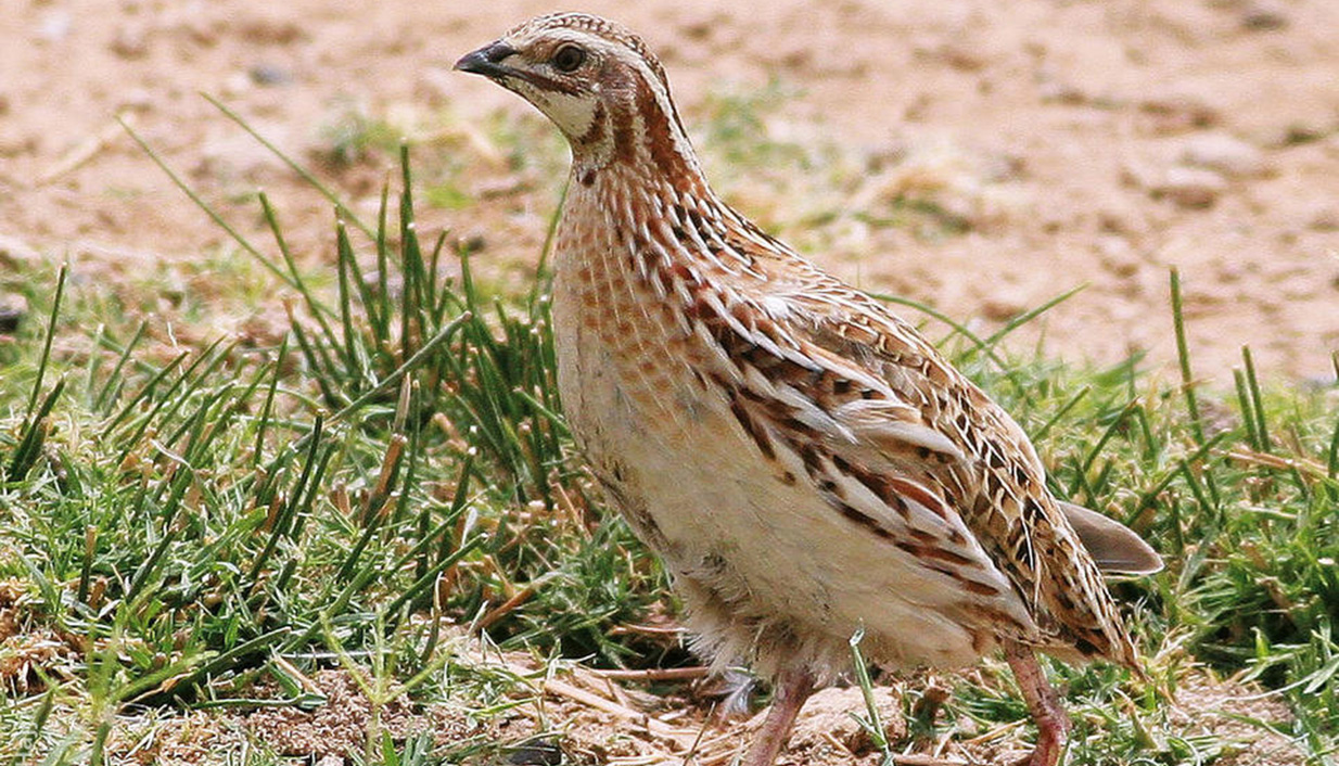 prepelica080790